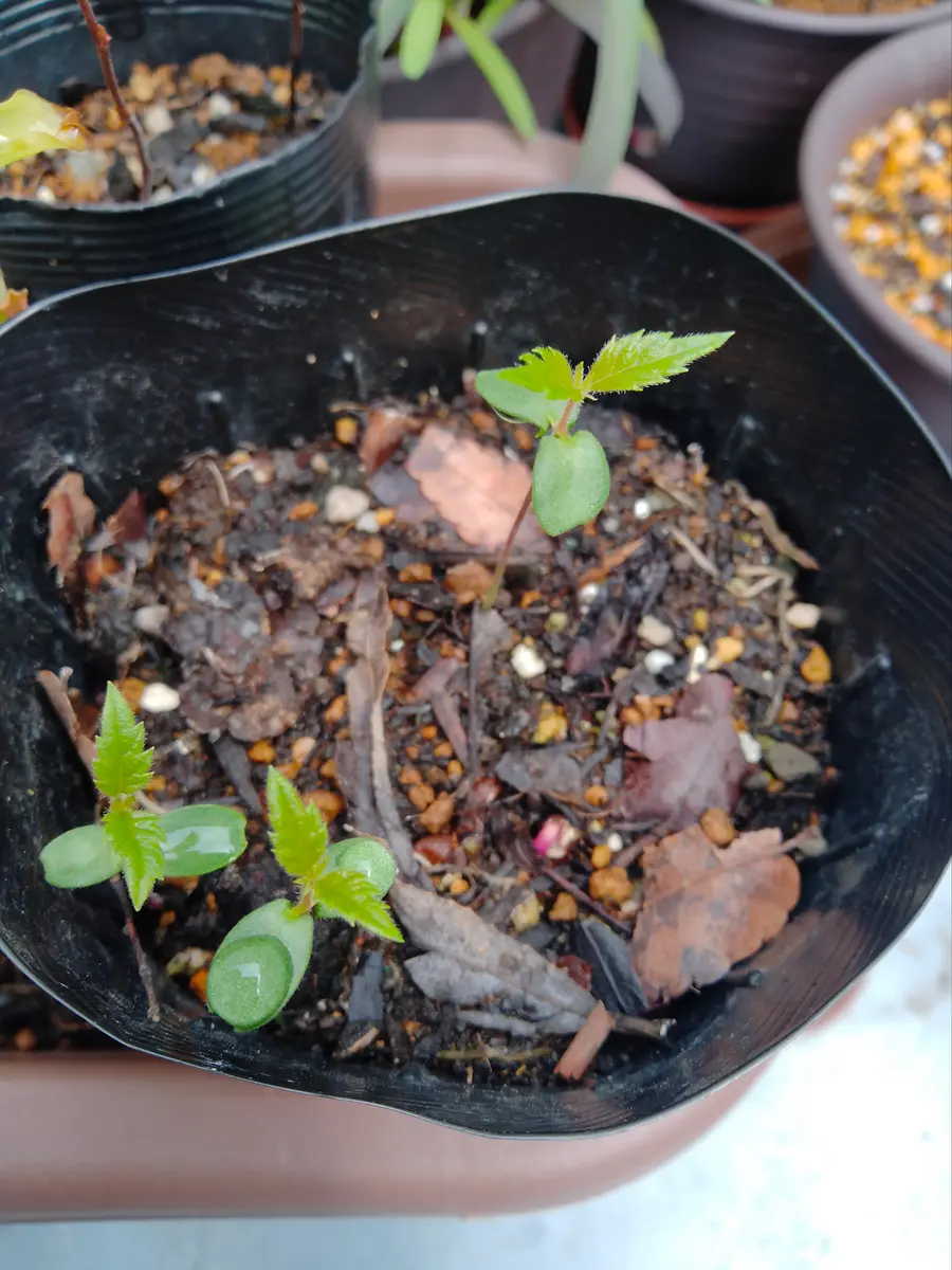 謎の種を発芽させてしまった｜園芸日記bytoraji2023｜みんなの趣味の