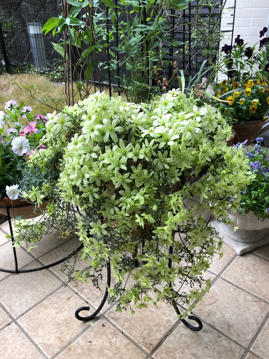 ピクシー　花終わり ピクシー 花終わり ピクシーの剪定。 | お花日記