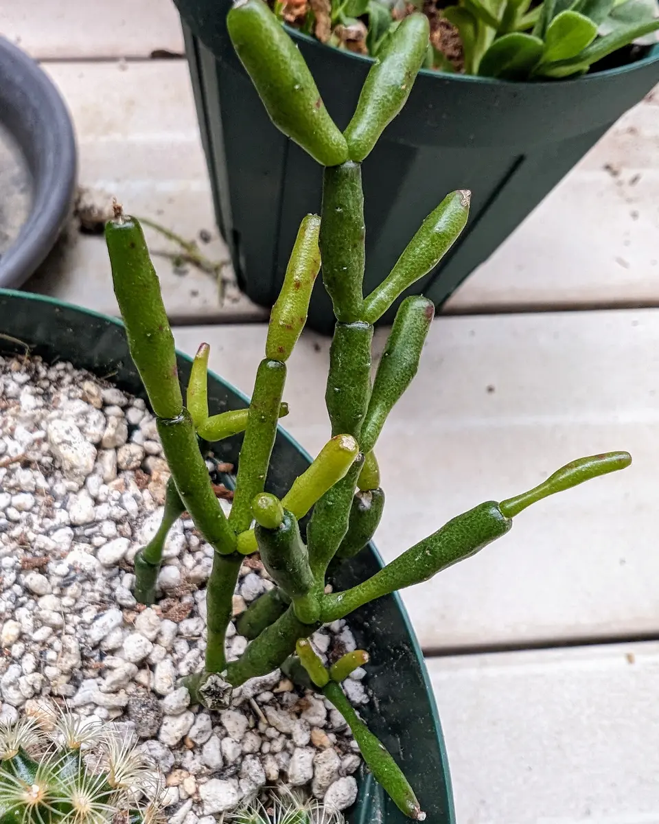 リプサリスサルコイアシ 抜き苗サボテン リプサリスサルコイアシ 抜き