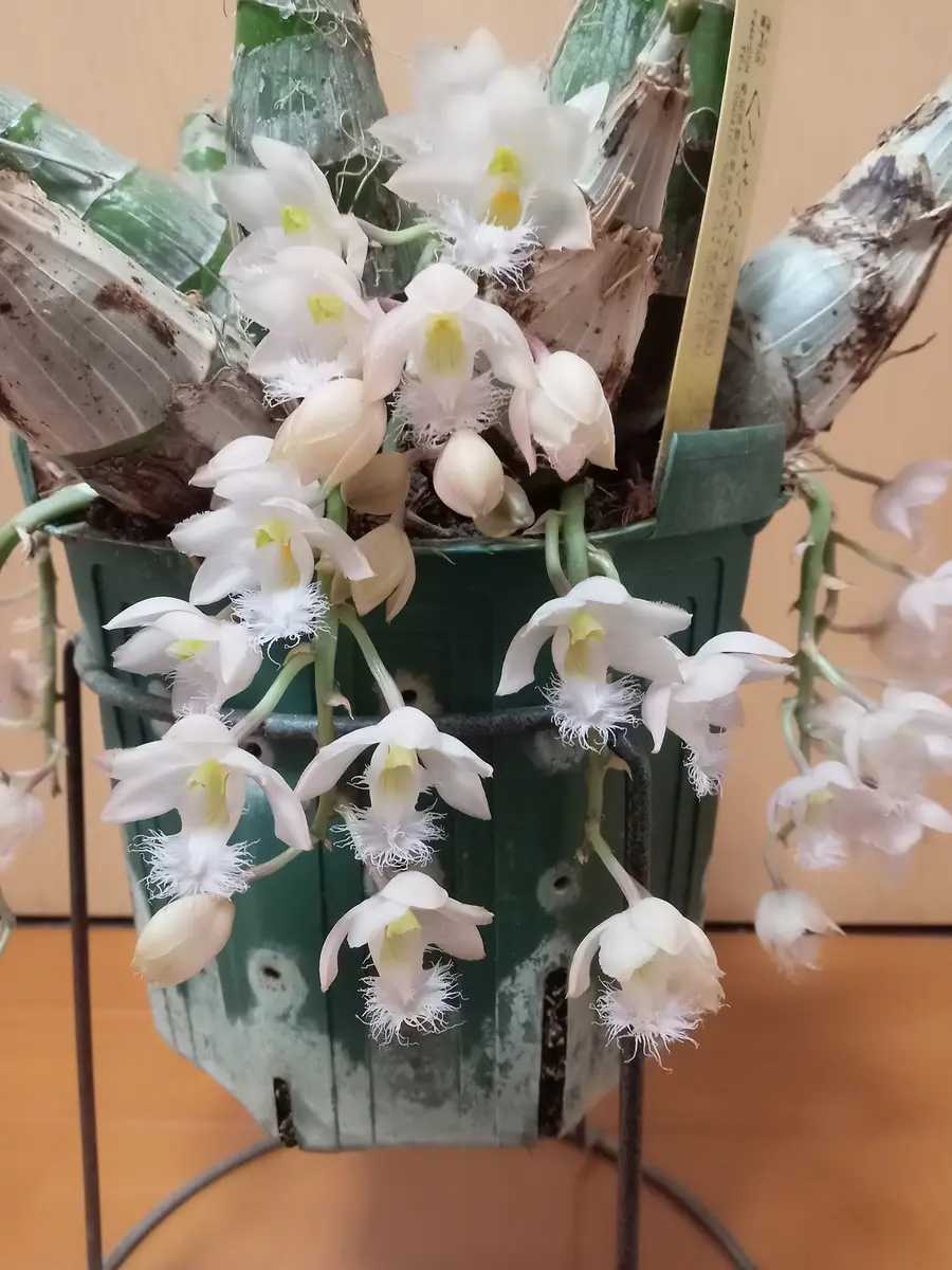 タケノコ蘭が咲き進んでいます🌼｜園芸日記by塔ノ岳｜みんなの趣味の