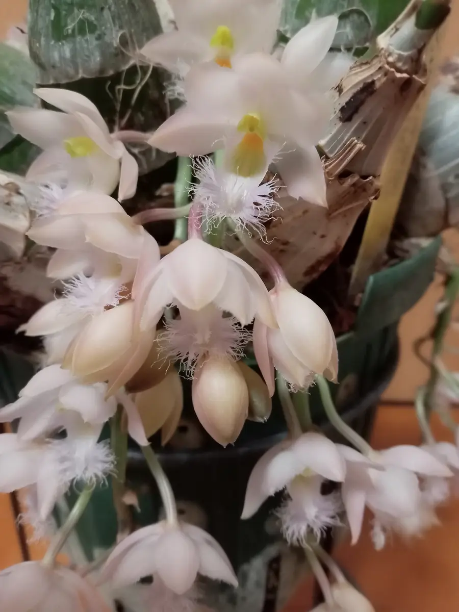 原種タケノコ蘭 Clowesia russelliana クロウェシア Catasetum系②