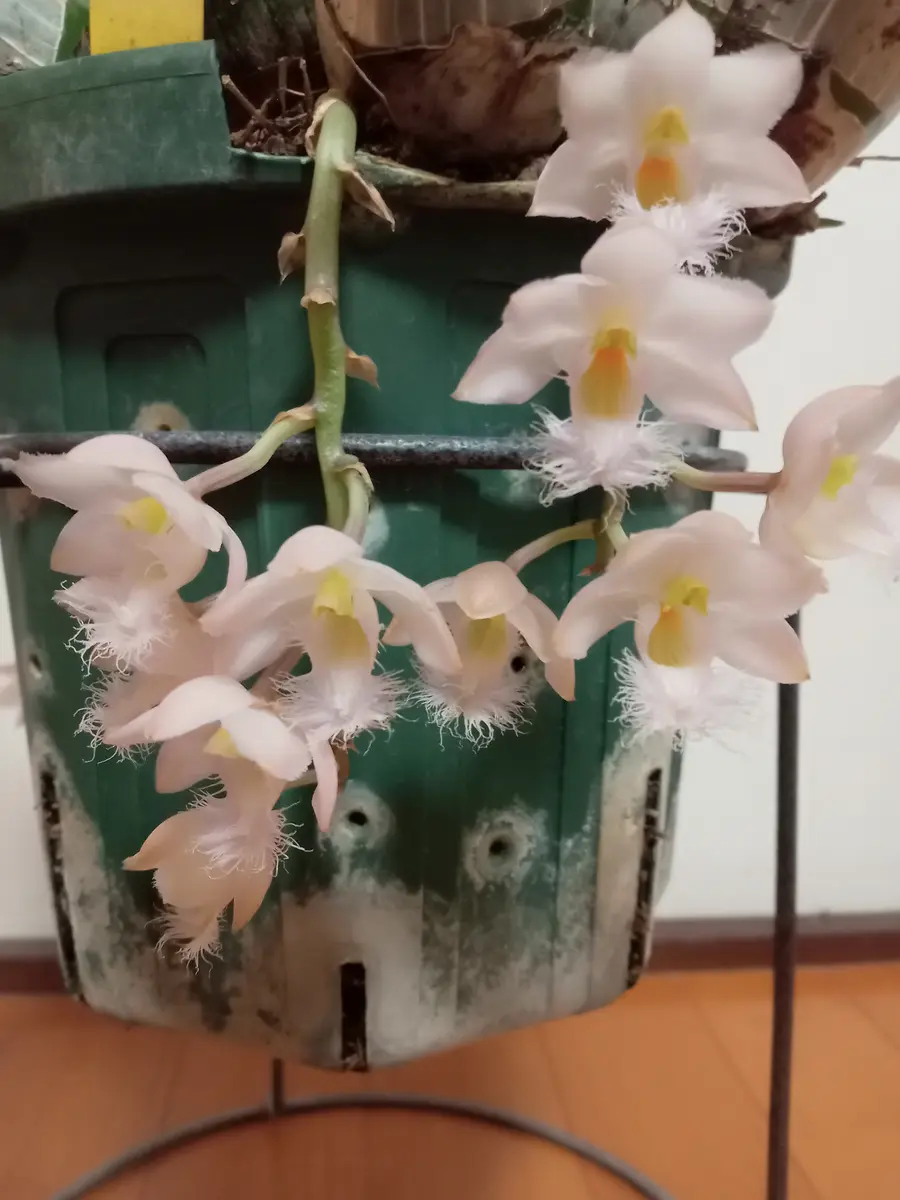 タケノコ蘭が咲き進んでいます🌼｜園芸日記by塔ノ岳｜みんなの趣味の