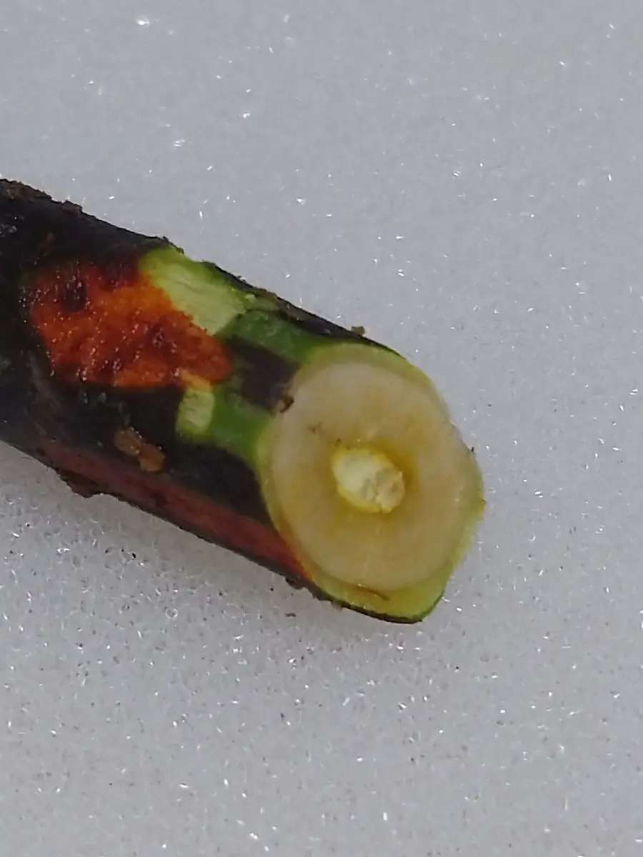 🍐イチジク【挿し木】サンミッシェル確認｜園芸日記bymtaka｜みんなの