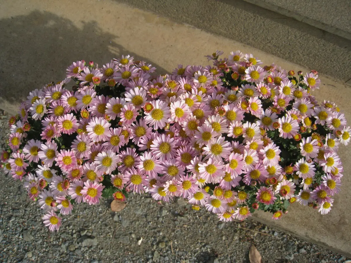 懸崖菊｜園芸日記by園芸友ダチ｜みんなの趣味の園芸｜118544