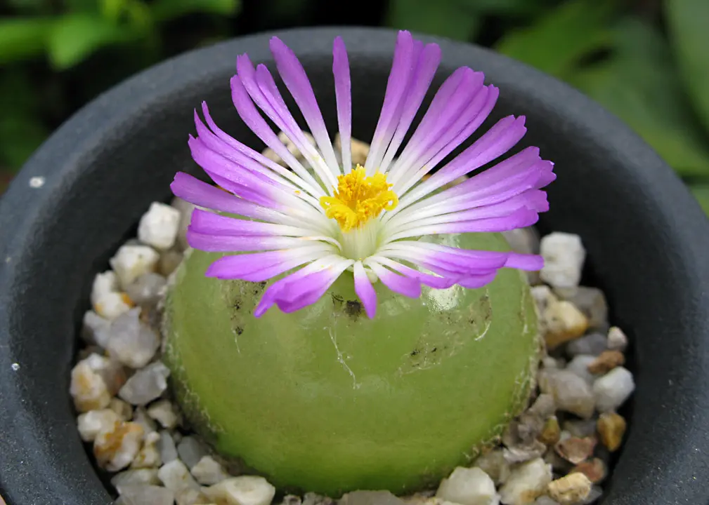 コノフィツムの日記一覧|conoconoさんの園芸日記〔2ページ目