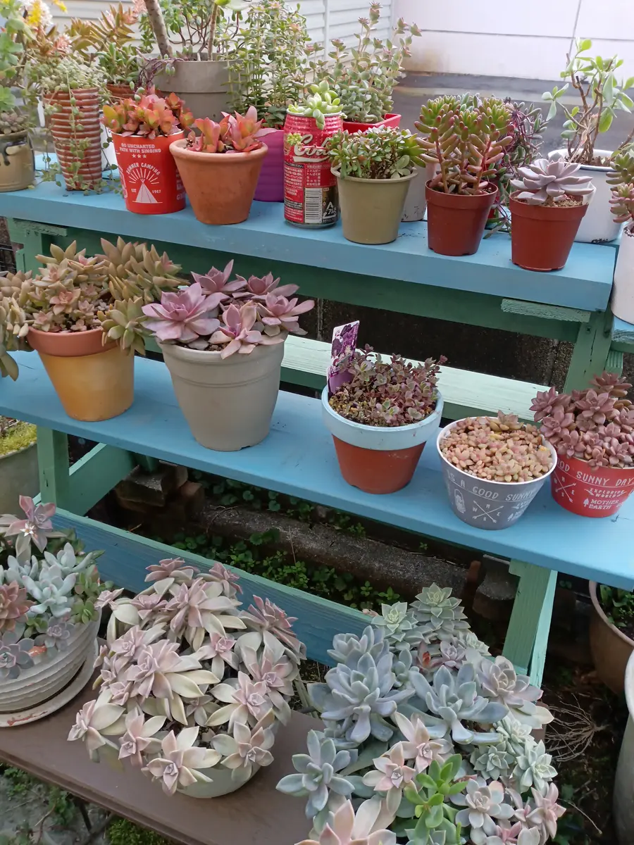 雨ざらしの多肉棚｜園芸日記byhanaコロ｜みんなの趣味の園芸｜1185581