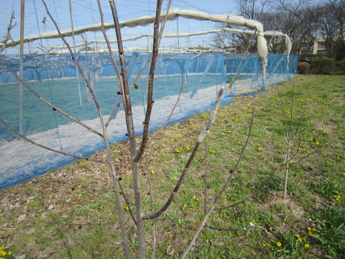 ポポーの花芽｜園芸日記byタカッチ｜みんなの趣味の園芸｜1185721