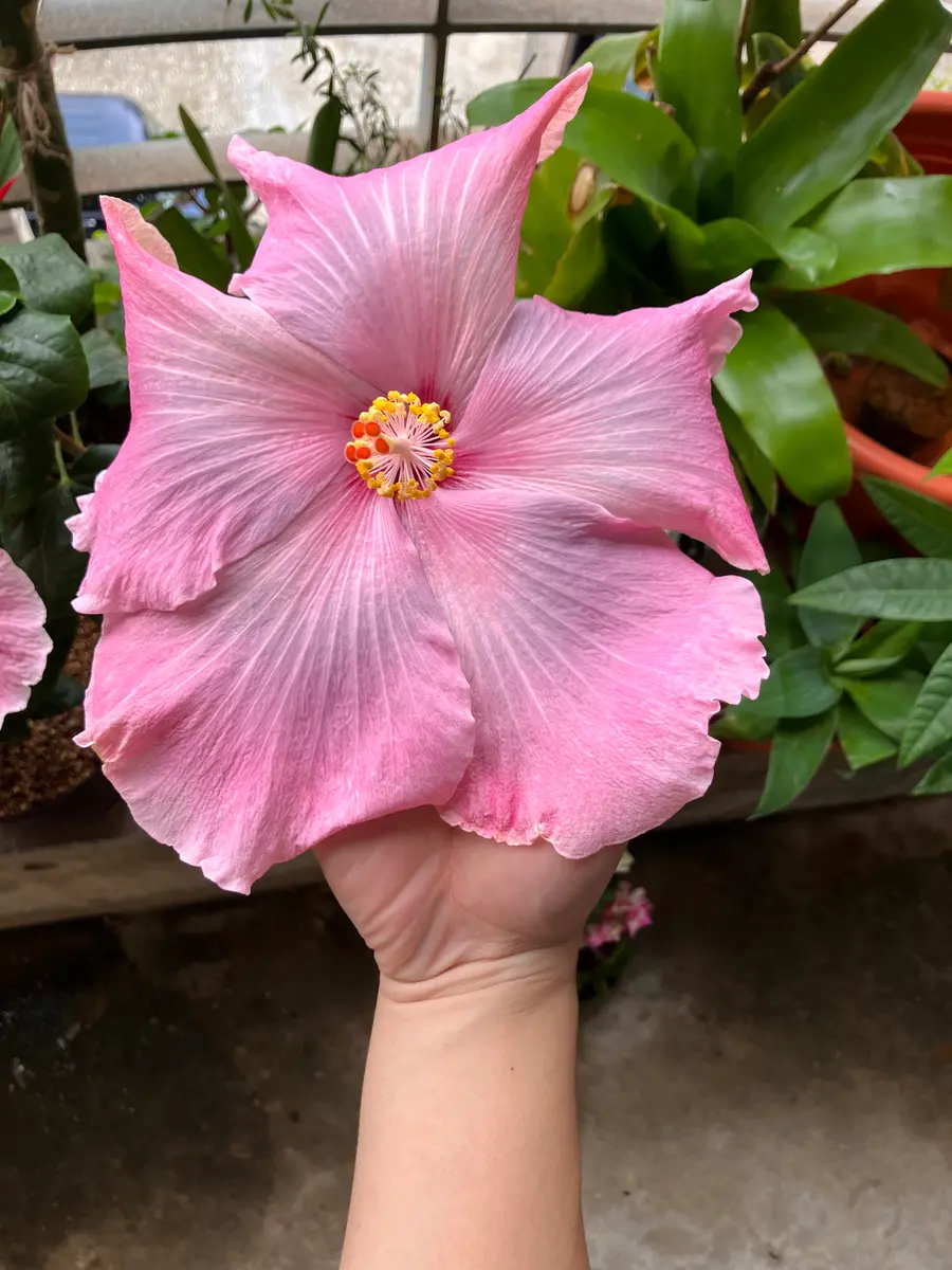 img_cache_d_1185895_1_17124744