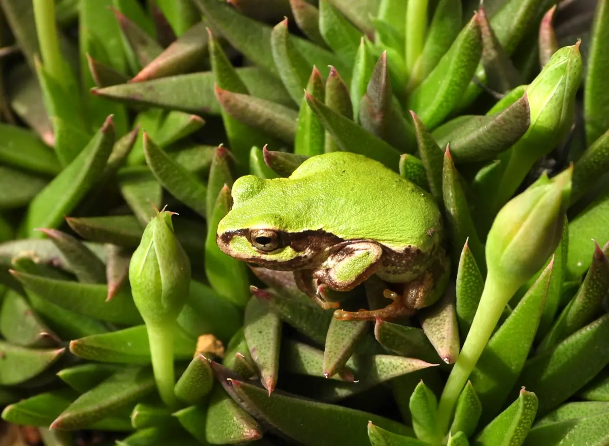 サンジソウと🐸さん｜園芸日記byあけマサ｜みんなの趣味の園芸｜1185976