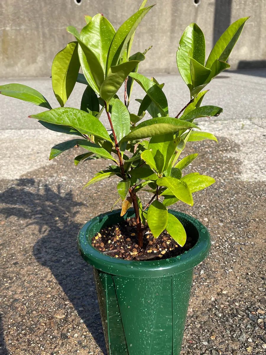 グルミチャマ6号スリットへ植え替え｜園芸日記byアウルの森｜みんなの