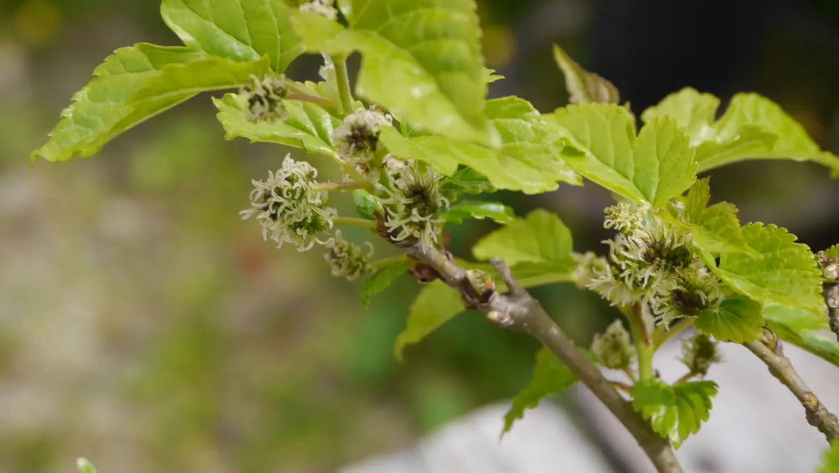 盆栽の花-姫桑(ヒメクワ)｜園芸日記byshinji70｜みんなの趣味の園芸
