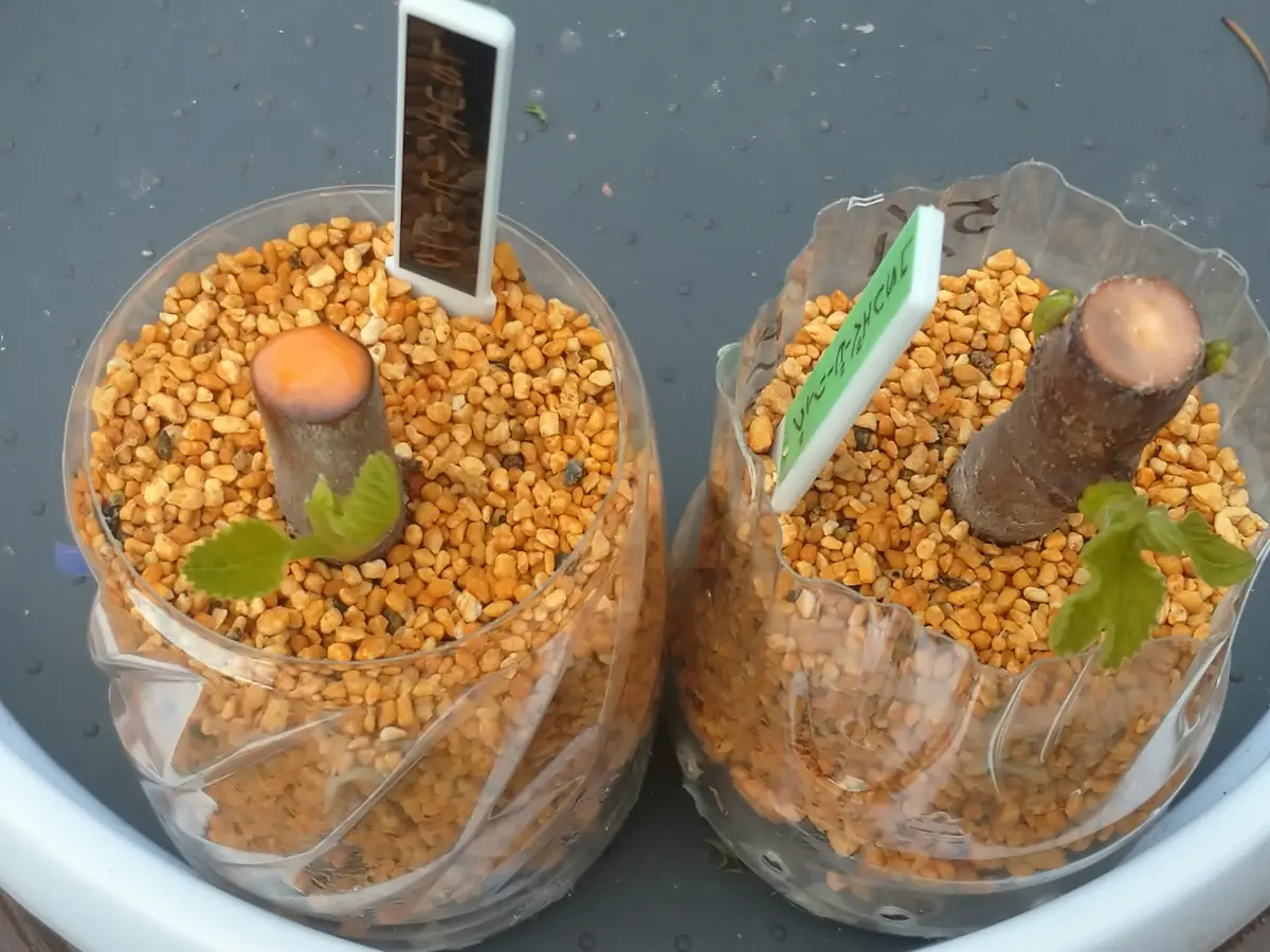 LSUエバービーリング いちじく 抜き苗