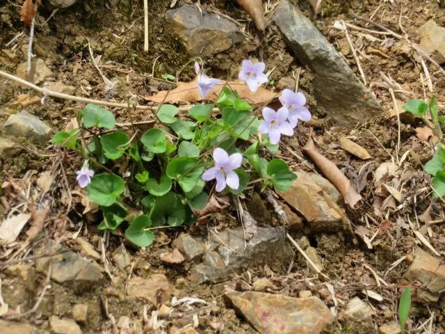 これが本当に二輪草｜園芸日記byボタンちゃん｜みんなの趣味の園芸