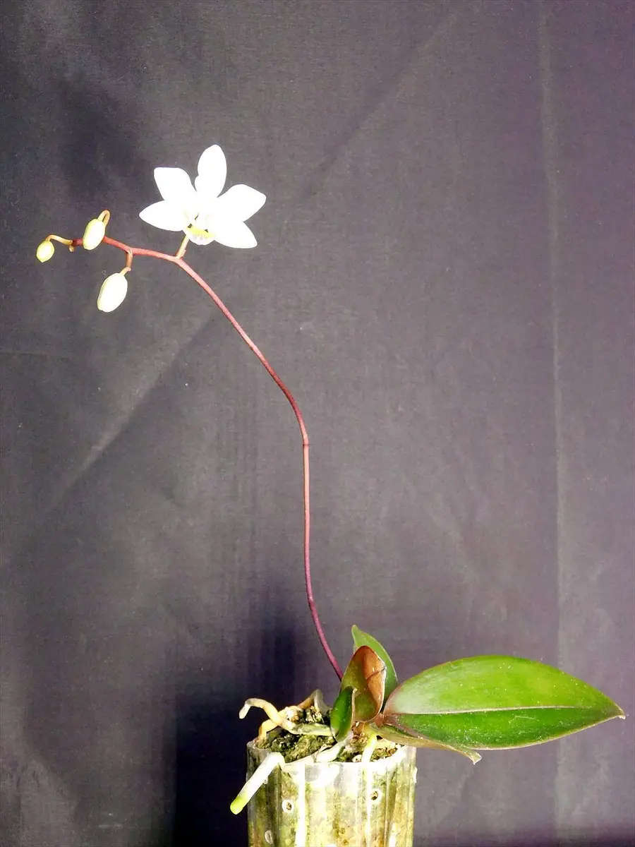 胡蝶蘭原種 インターメディア 開花｜園芸日記byネカタ｜みんなの