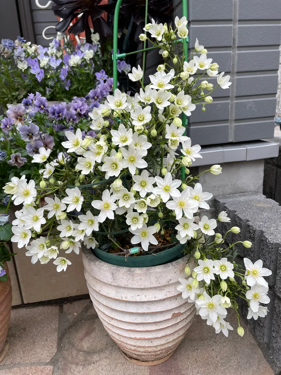 白いお花、ブルーのお花｜園芸日記byこは｜みんなの趣味の園芸｜1186687