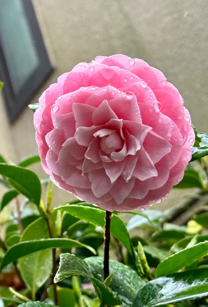 庭の椿 最後の花3つ｜園芸日記byMemoryofHappyRose｜みんなの趣味の