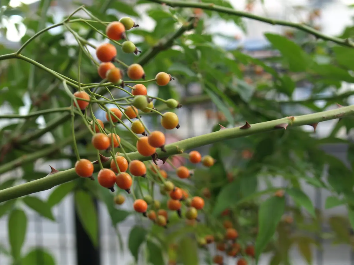 ミントティー 野ばらの実 ノイバラの実 st149_1_2.png