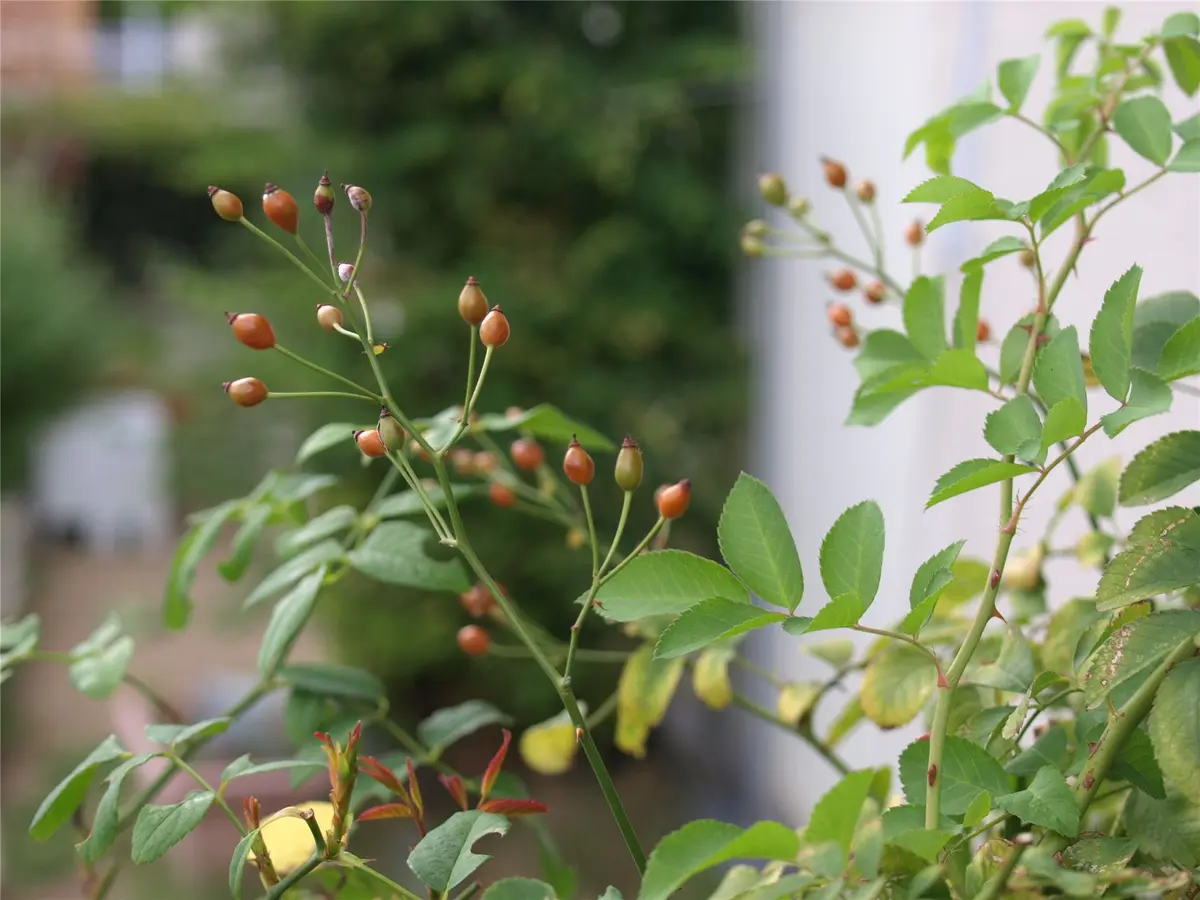 3種のノバラ系、実生薔薇の実｜園芸日記byらりこ｜みんなの趣味
