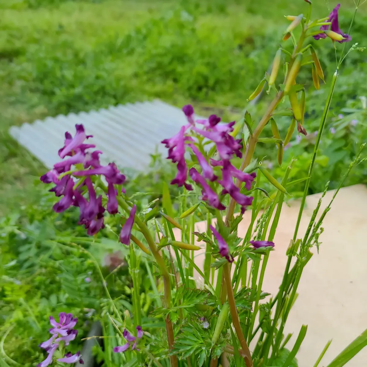 Amazon｜GREENPARK ドウダンツツジ Water H60cm 観葉植物