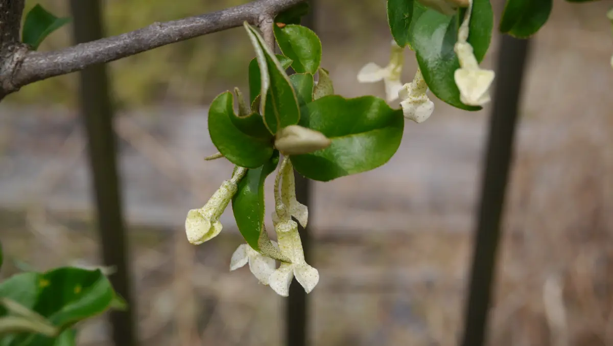 実モノ盆栽の花-夏茱萸(ナツグミ)｜園芸日記byshinji70｜みんなの趣味