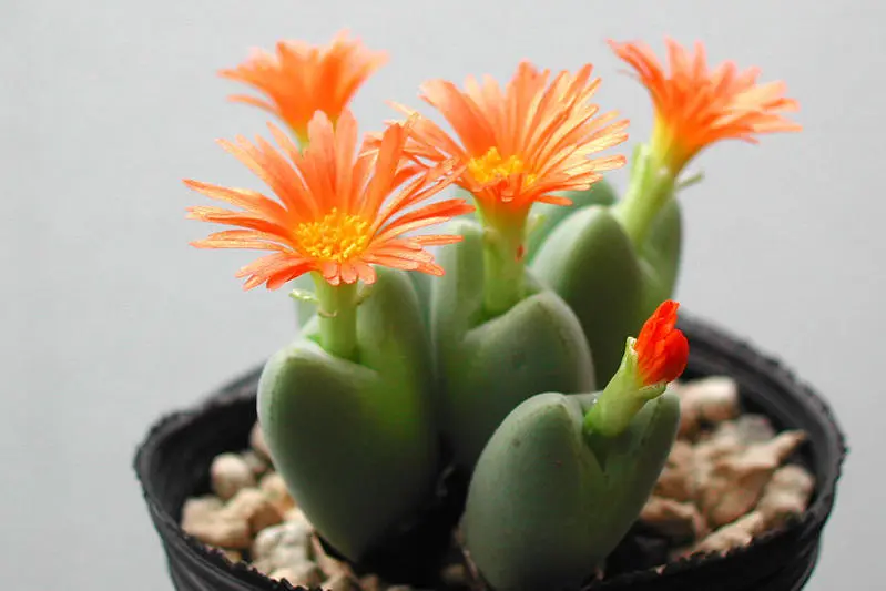 バラ典　コノフィツム バラ典 コノフィツム 【公式通販】