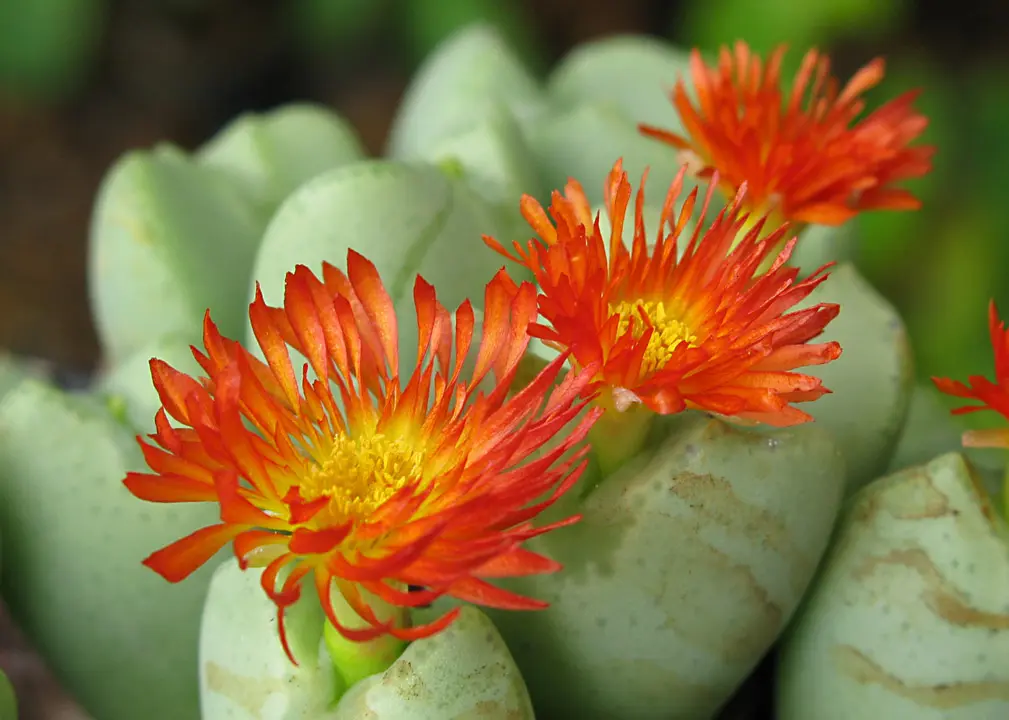 ビタミンカラーのコノフィツム達｜園芸日記byconocono｜みんなの趣味の