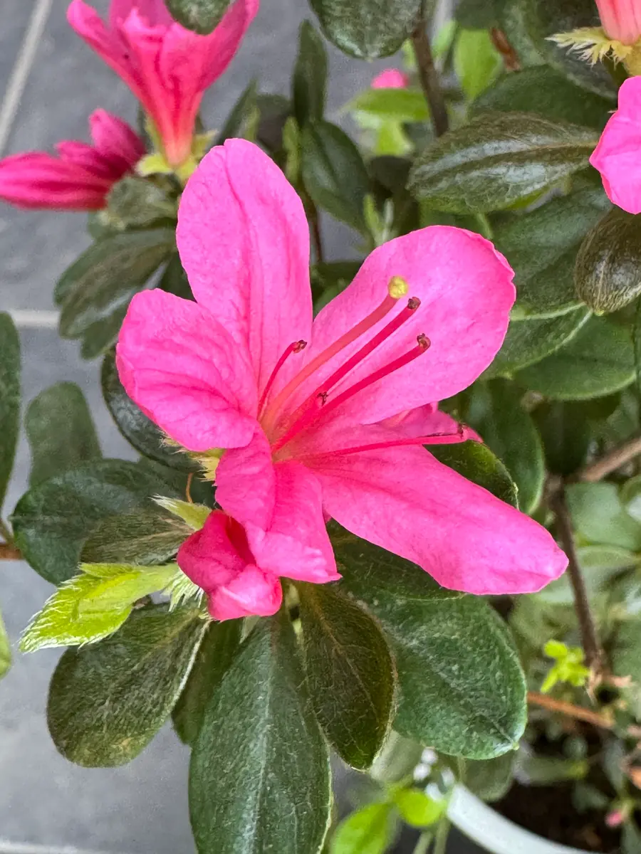 ツツジ🌺紅霧島(ベニキリシマ)咲きました｜園芸日記