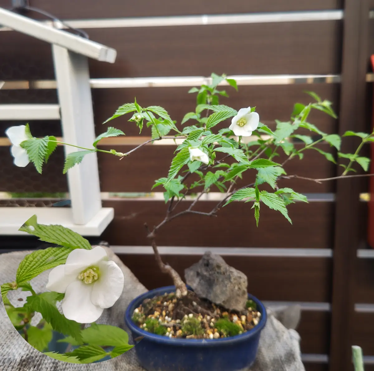 翁草、シロヤマブキが咲きました🌿〔写真2枚目〕-whitebearさんの日記
