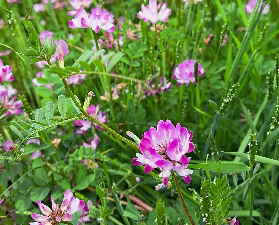 レンゲ畑｜園芸日記byしまくじら｜みんなの趣味の園芸｜1187907
