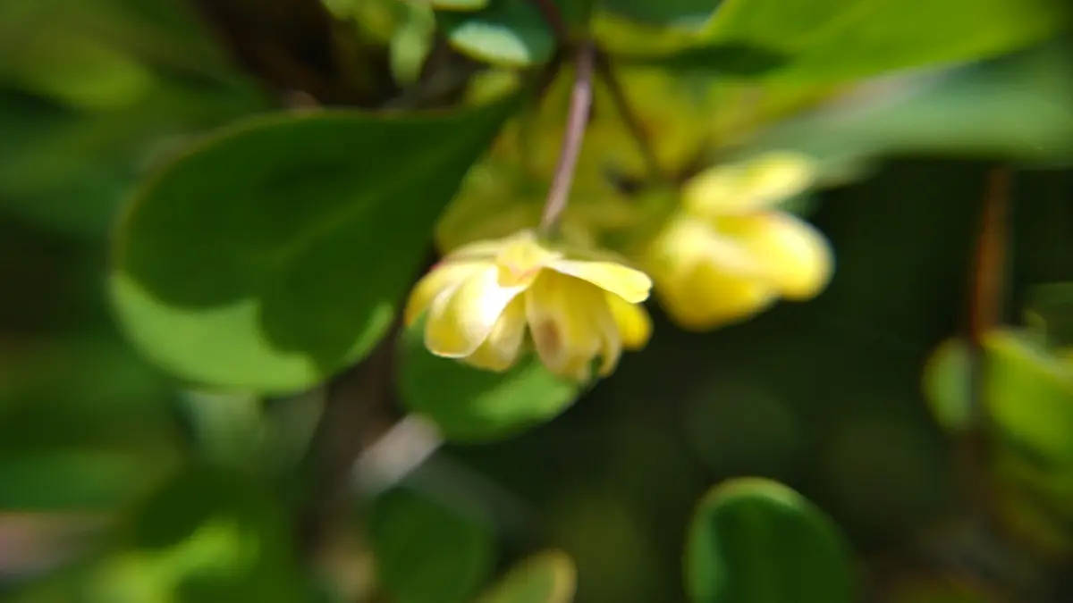 実モノ盆栽の花-目木(メギ)｜園芸日記byshinji70｜みんなの趣味の園芸