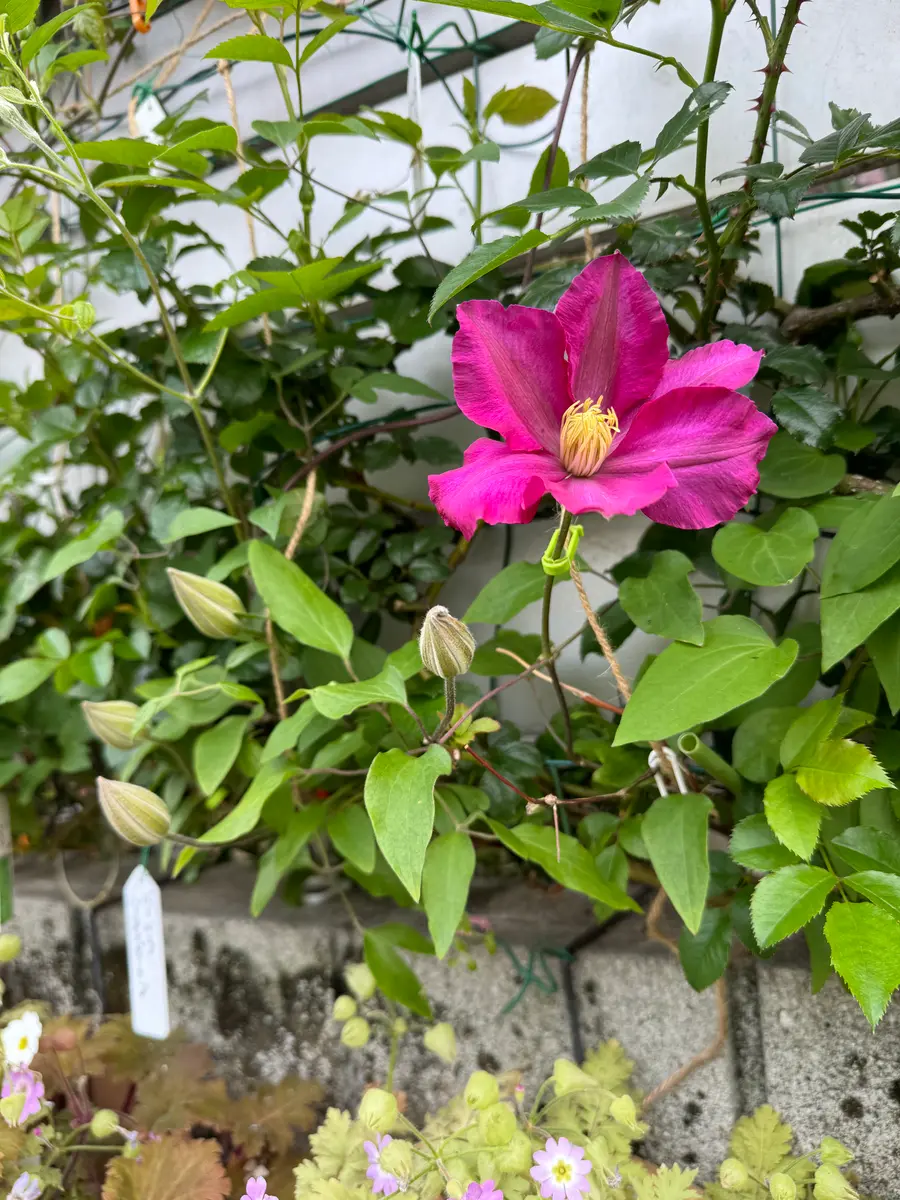 クレマチスが咲きました❤️ 最後の椿、頑張れ❗️｜園芸日記