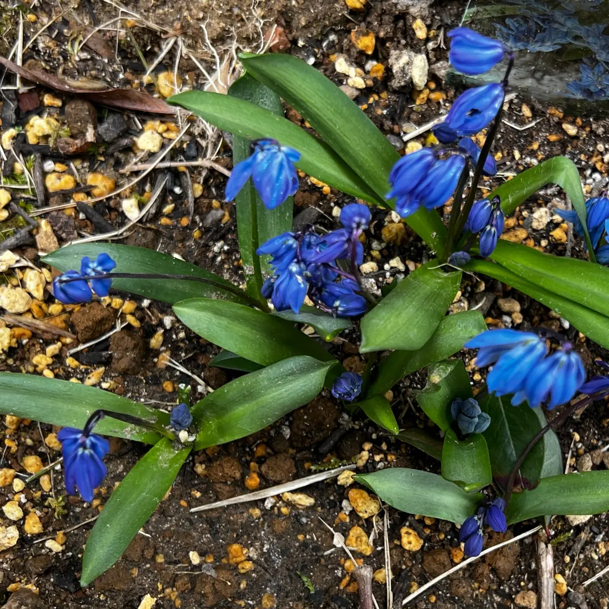 青い花、青い花！｜園芸日記by三ツ葉｜みんなの趣味の園芸｜1188227