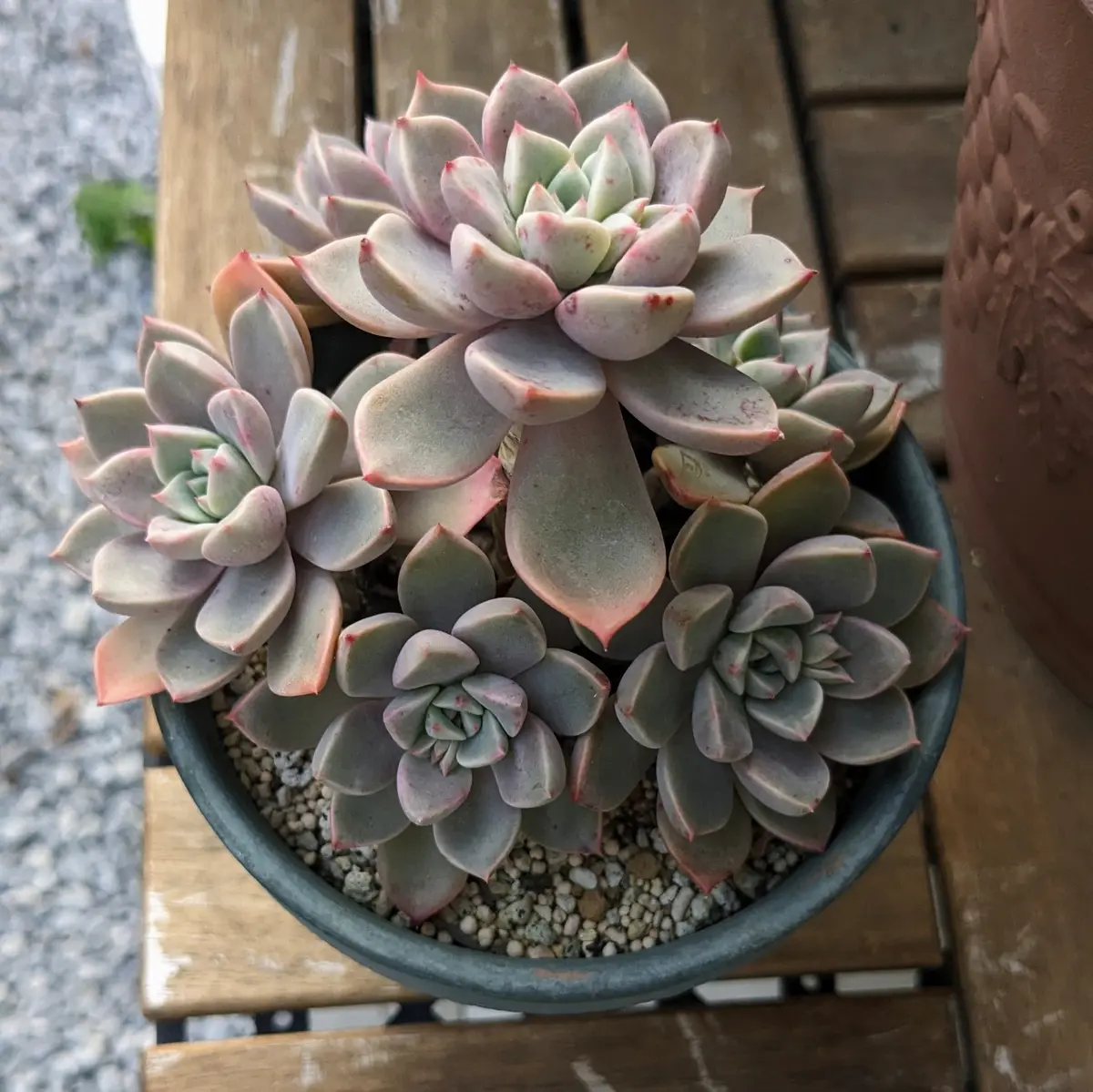 多肉植物　Clara群生 多肉植物 Clara群生 【公式通販】