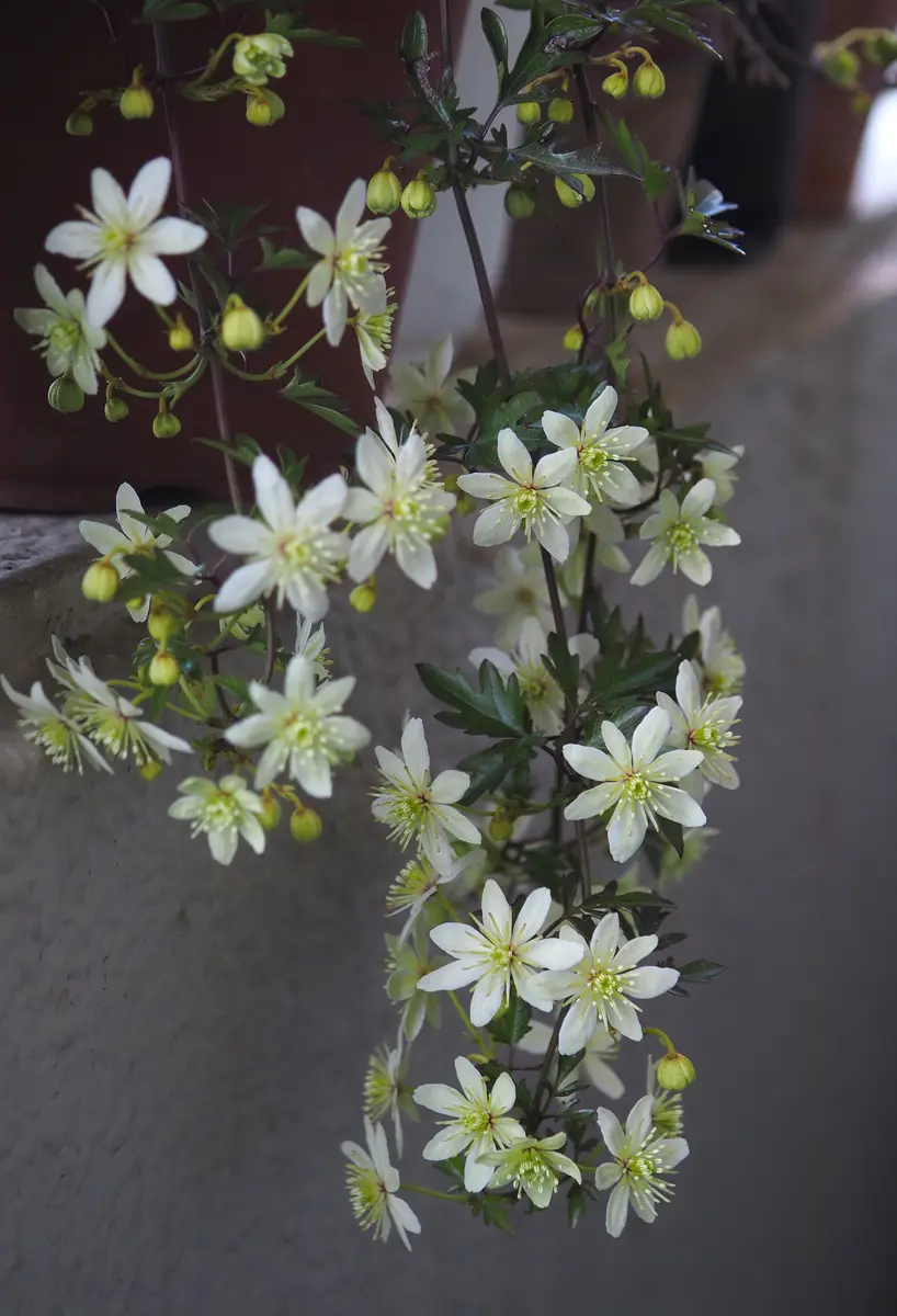 花の向き｜園芸日記byらりこ｜みんなの趣味の園芸｜1188334