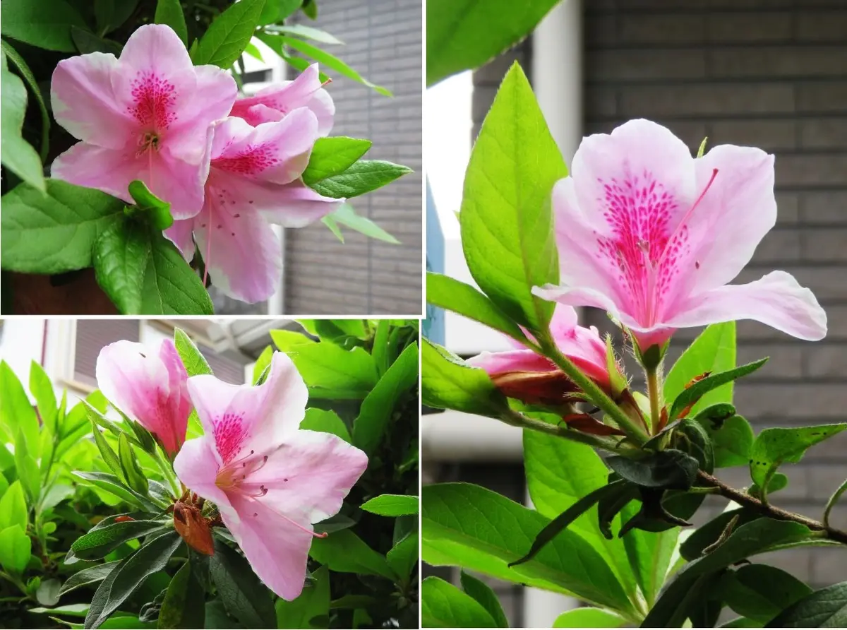 🌺咲き揃ったツツジの花🌺その2｜園芸日記byロッキー｜みんなの