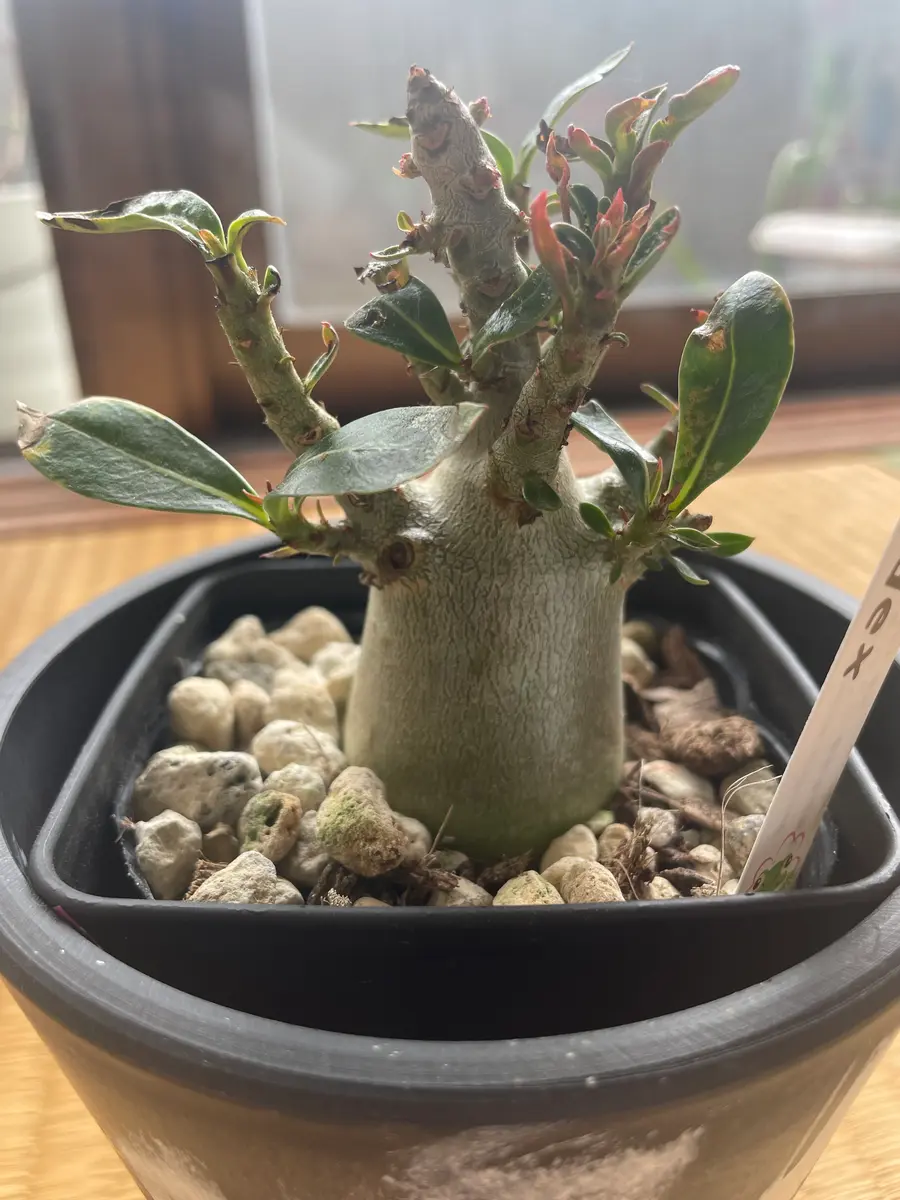 実生コーデックス(塊根植物)パキポディウムグラキリス1鉢 | d