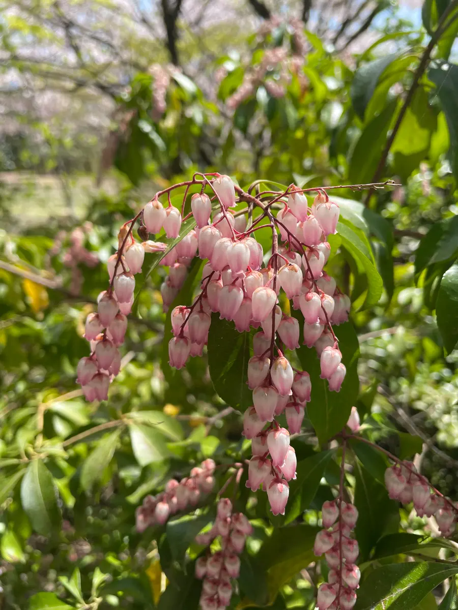 ピンクのドウダンツツジ…かな？｜園芸日記byアウルの森｜みんなの趣味