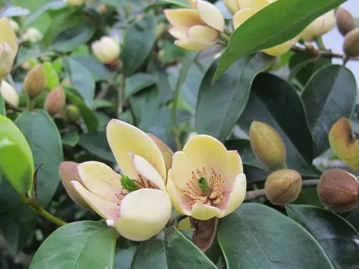 アジュガ（西洋十二単）の花｜園芸日記byカラミント｜みんなの趣味の 