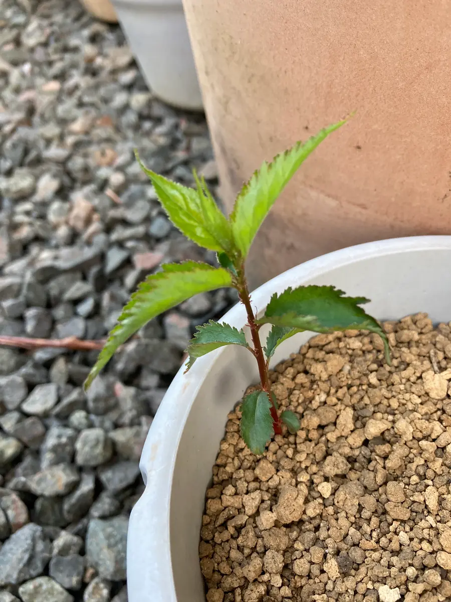 今年発芽した木: 種から始める