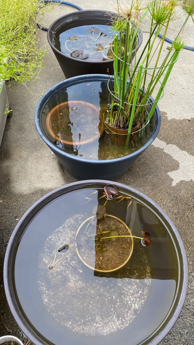 睡蓮 鉢 水 換え