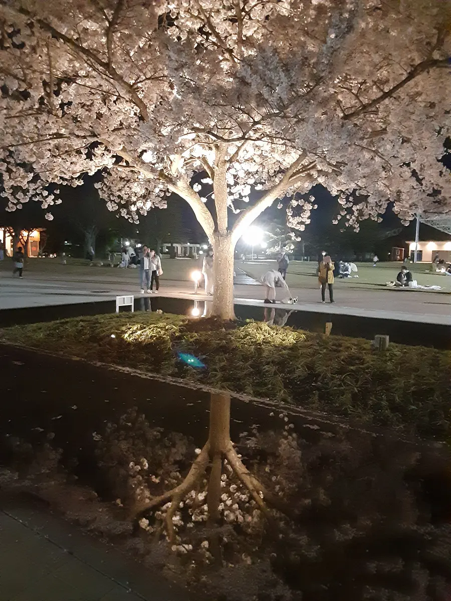 水鏡の夜桜｜園芸日記byマリソン｜みんなの趣味の園芸｜1188982