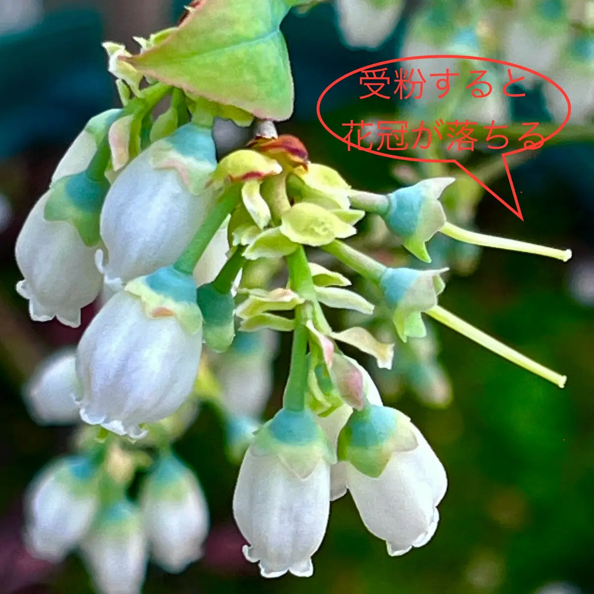 ブルーベリー授粉成功?｜園芸日記bymasaさん｜みんなの趣味の園芸 