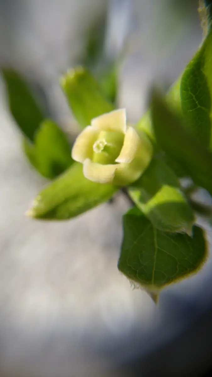 img_cache_d_1189010_1_17130437