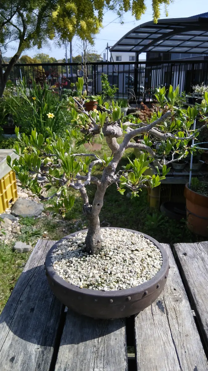 超人気新品 老爺柿 伊豆盆栽様専用 雌木 おまとめ購入（実モノ (A)(B)(D)(E) 盆栽