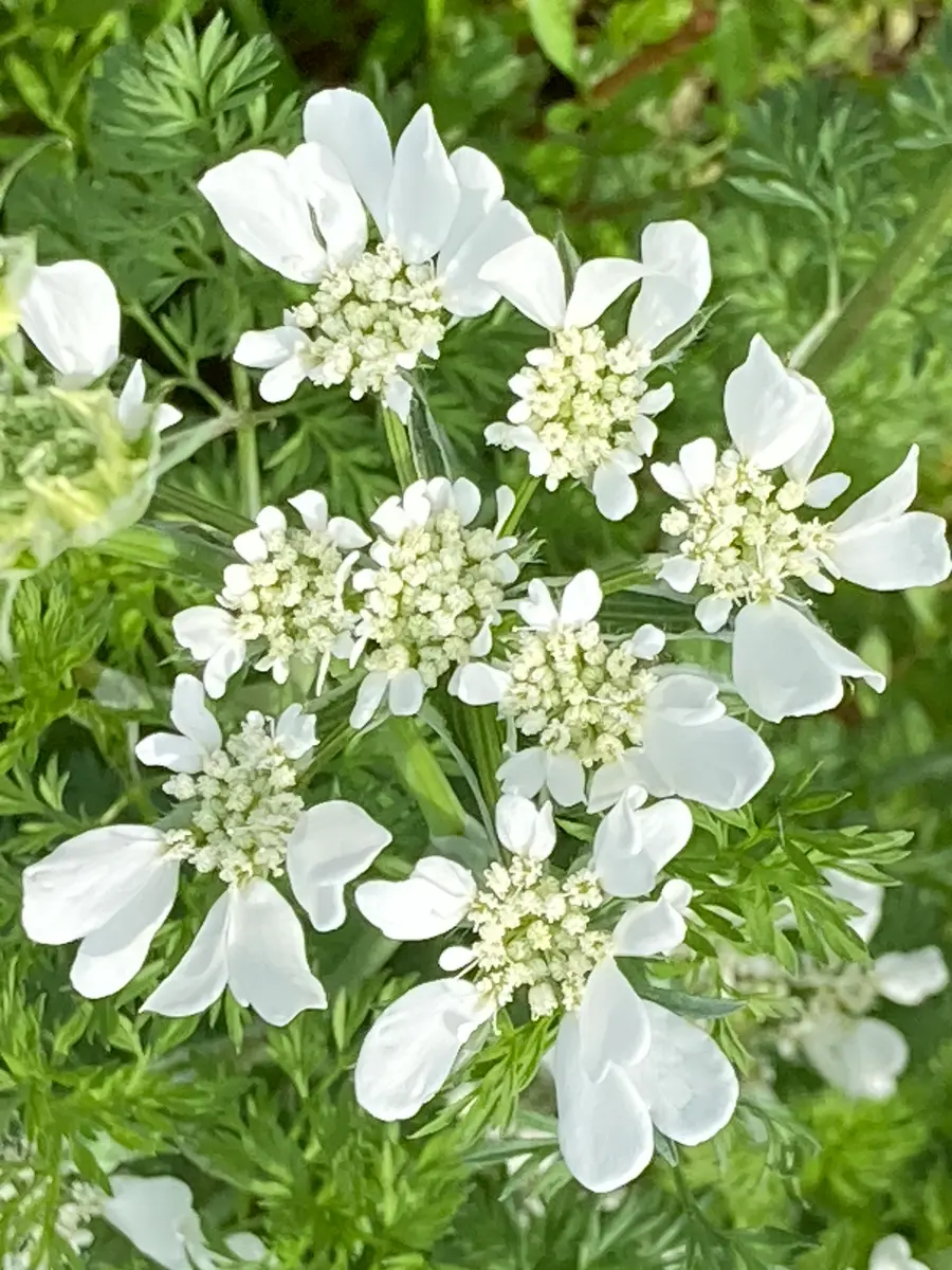 花びらの白い色は〜🎵｜園芸日記byスミヱ｜みんなの趣味の園芸｜1189121