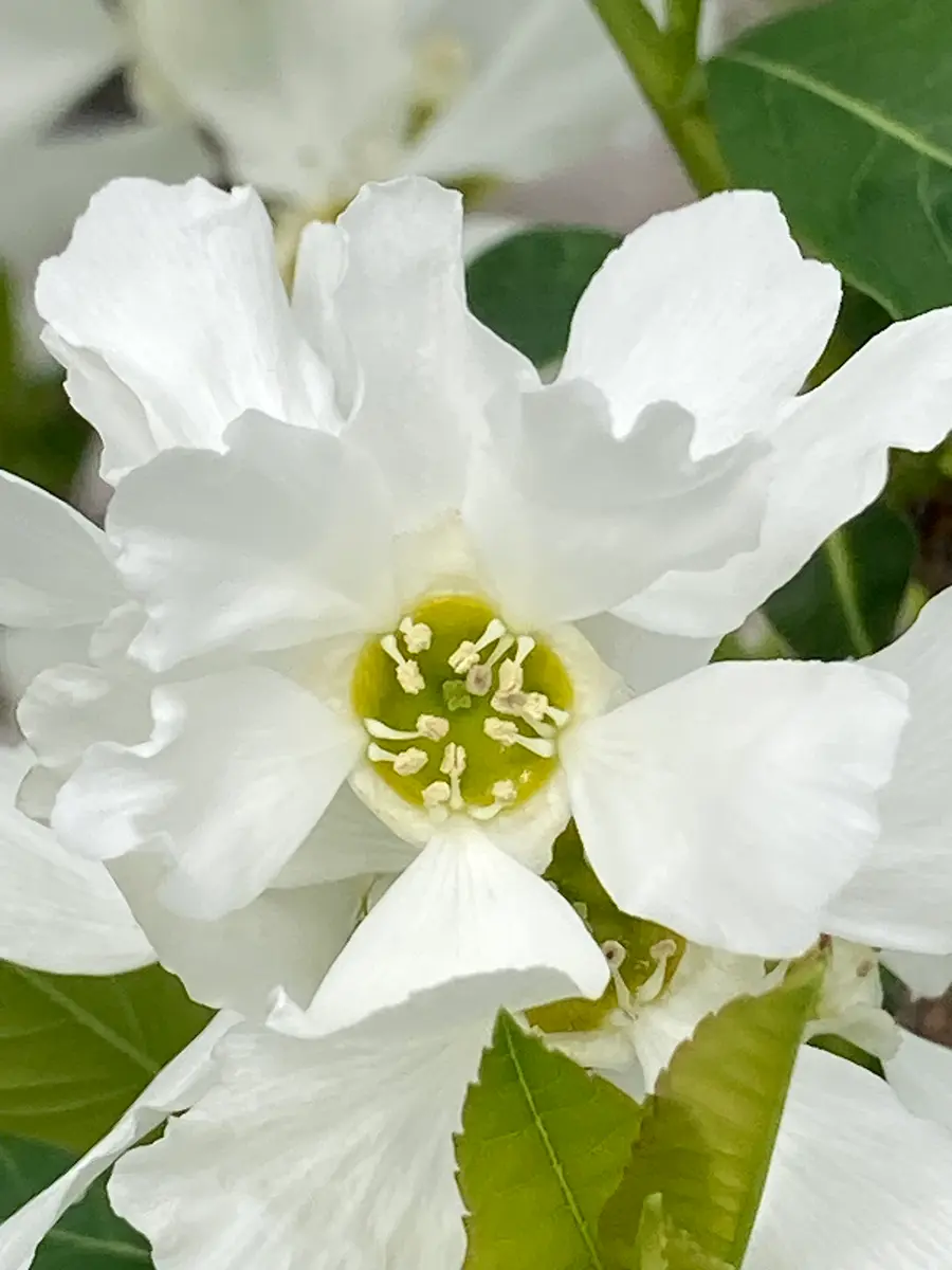 花びらの白い色は〜🎵｜園芸日記byスミヱ｜みんなの趣味の園芸｜1189121