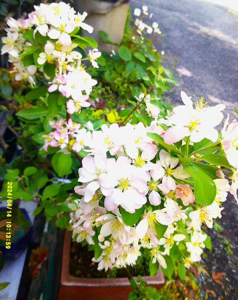 山野草『裏葉草』も飾り方で夏風を呼ぶかな。」｜園芸日記bymeika