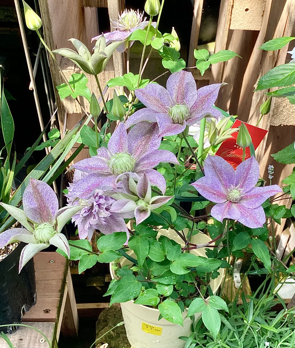 クレマチス開花鉢の季節ですね！🌸(7)と、バラ・ザセレスティアル植え