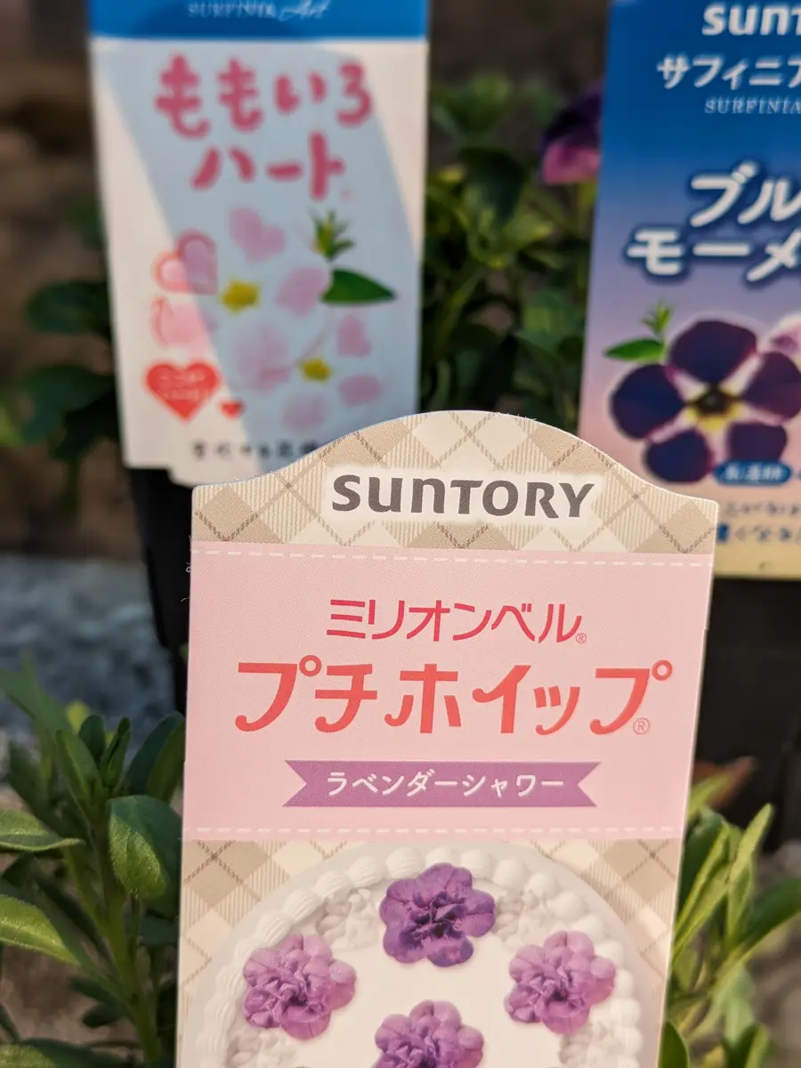 夏の苗を買う｜園芸日記byみぃぽん｜みんなの趣味の園芸｜1189403