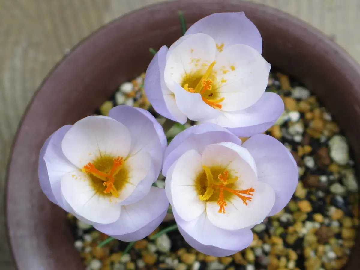 クロッカス クロッカス (Crocus sp.) 塊根植物・コーデックス